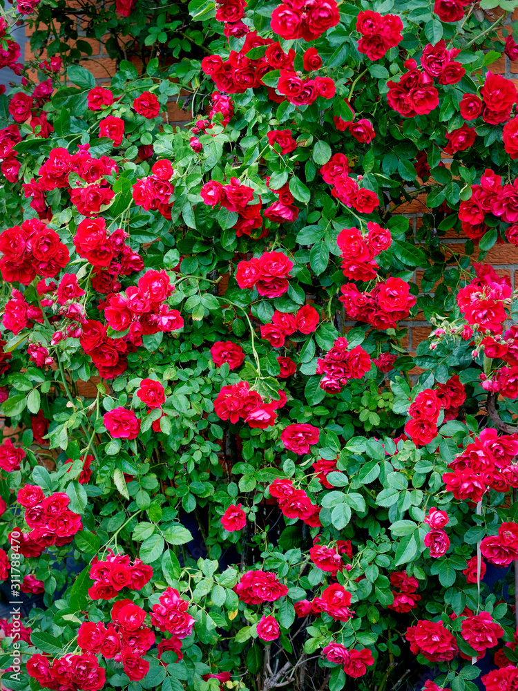 red flowers in the garden