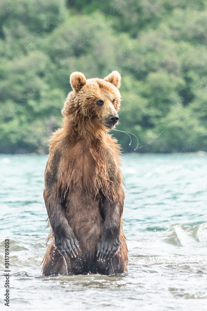 Fototapeta premium Ruling the landscape, brown bears of Kamchatka (Ursus arctos beringianus)