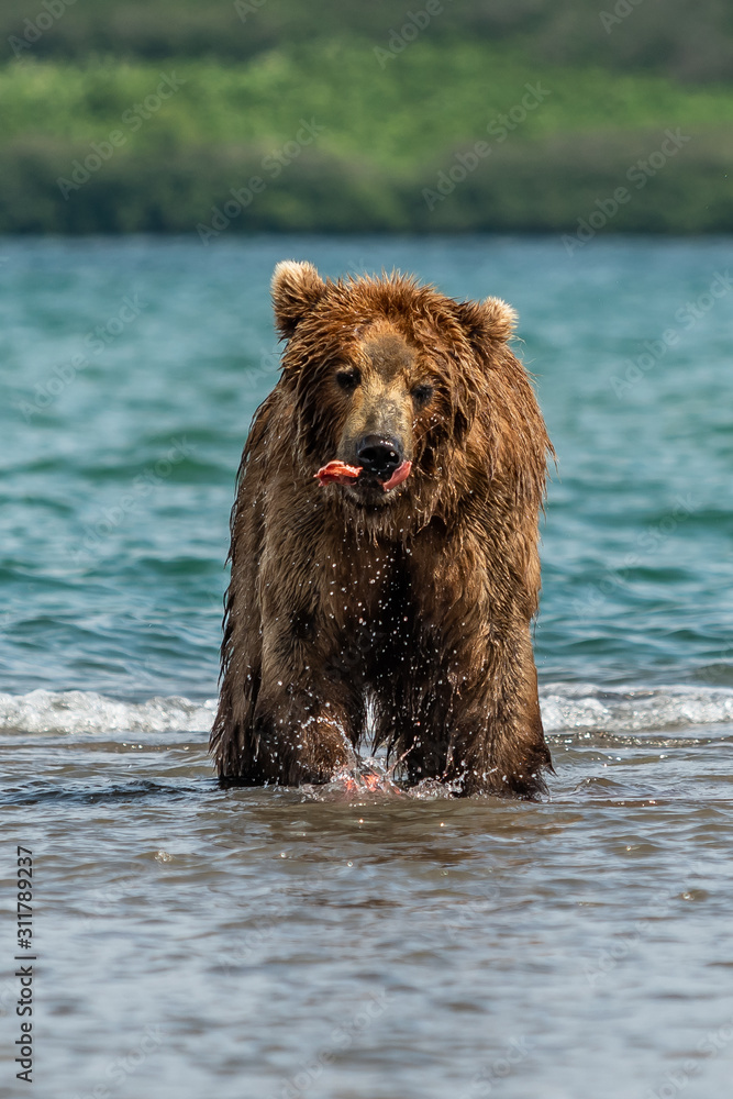 Ruling the landscape, brown bears of Kamchatka (Ursus arctos beringianus) Ruling the landscape, brown bears of Kamchatka (Ursus arctos beringianus)