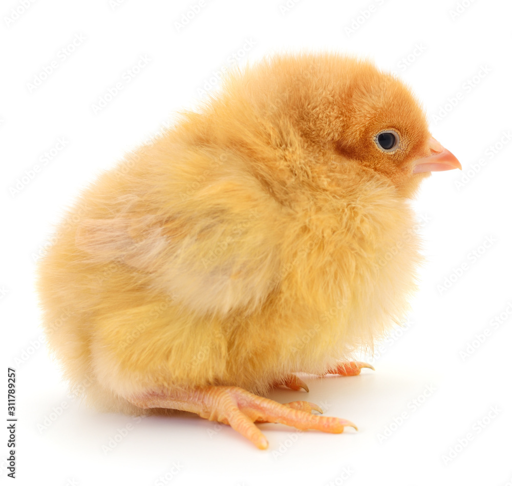 Fototapeta premium Small yellow chicken