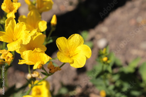Canvastavla "Golden Flax" flower (or Yellow Flax, Gelber Lein, Crimean Flax, Gold of Pleasure) in St