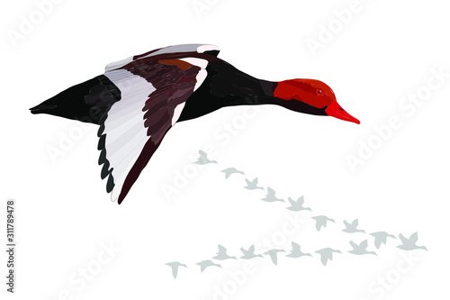 Flying duck. Realistic Vector image. White background. Common Duck: Red crested Pochard. Netta rufina.