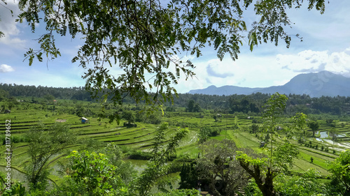 terraced rice fields, framed by trees, on the tropical island of bali