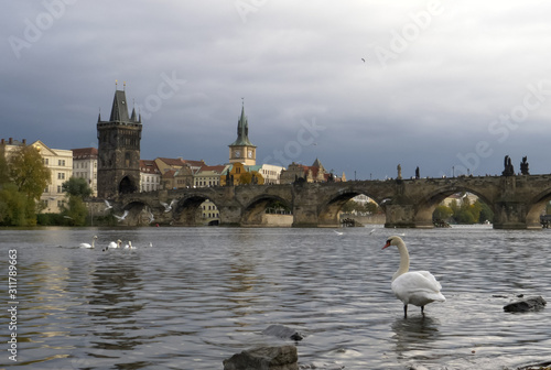 close view of a white swan with the charles bridge in the distance at prague