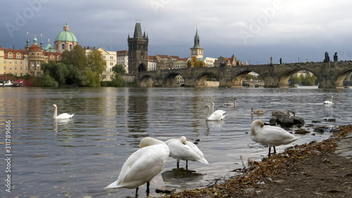 swans preening with charles bridge in the distance at prague