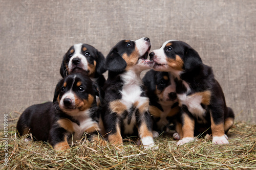 Five little puppies of breed entlebucher mountain dog