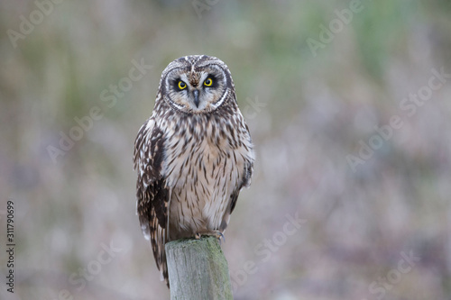 Wallpaper Mural Short eared owl Torontodigital.ca