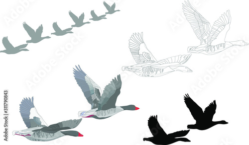 Flying Gooses. Vector image. White background. 