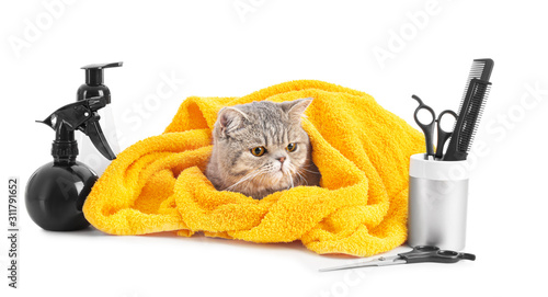 Foto Cute cat with towel and grooming tools on white background