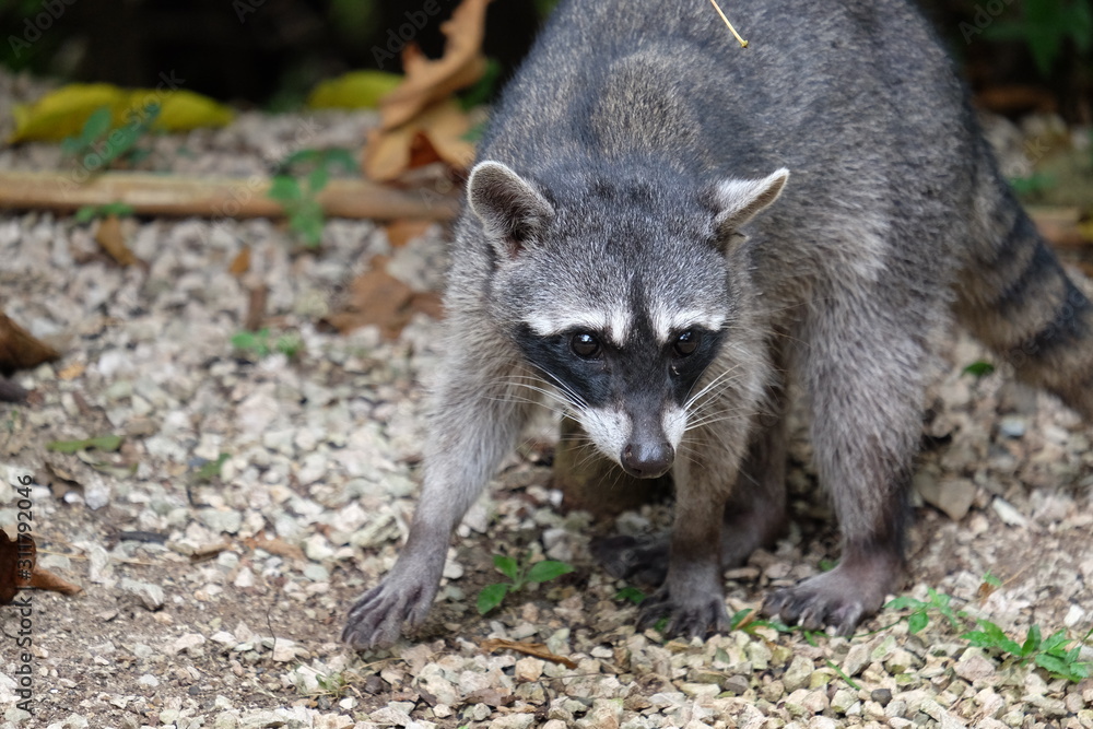 A raccoon came out of the jungle in Costa Rica and sits on the gravel of the driveway A raccoon came out of the jungle in Costa Rica and sits on the gravel of the driveway