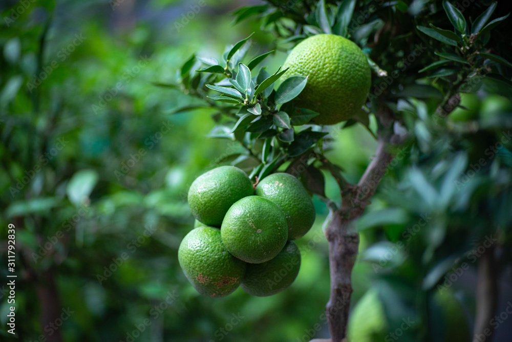 Not ripe mandarins on a tree in the mandarin orchard. Selective focus. mandarin oranges