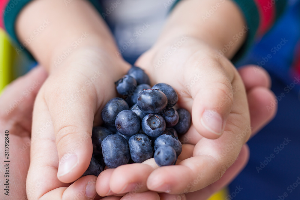a handful of blueberries in the hands of a child. Children's hands in the father's palm. a handful of blueberries in the hands of a child. Children's hands in the father's palm.