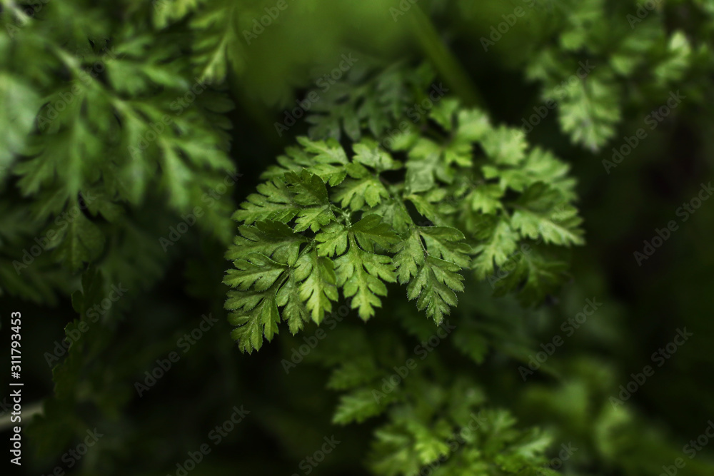 A branch of green micro fern. A low key photography. The beauty of nature and the environment.Glamor retouch.