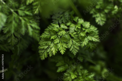 A branch of green micro fern. A low key photography. The beauty of nature and the environment.Glamor retouch.