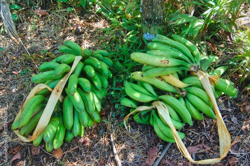 Selva Ecuatoriana Ecuador palatanos bananas