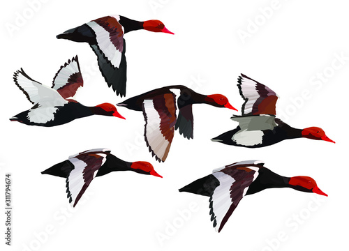 Flying duck. Realistic Vector image. White background. Common Duck: Red crested Pochard. Netta rufina.