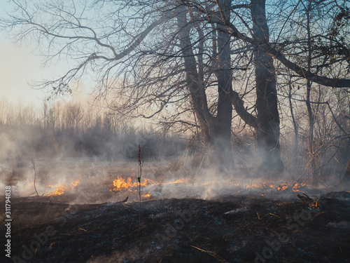 Forest fire ashes