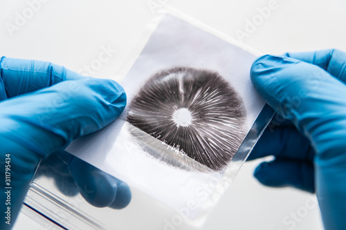 Spore imprint of psilocybin fungi. The technology of growing magic mushrooms. Spore macro psilocybe cubensis. Shrooms Cultivation. Mycology and medicine. White background. photo
