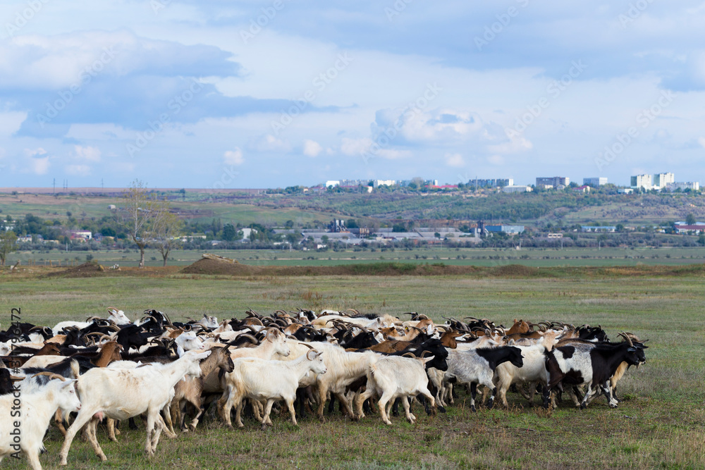 Obraz premium A herd of goats and sheep. Animals graze in the meadow. Pastures of Europe.
