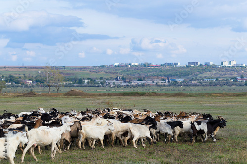 A herd of goats and sheep. Animals graze in the meadow. Pastures of Europe.