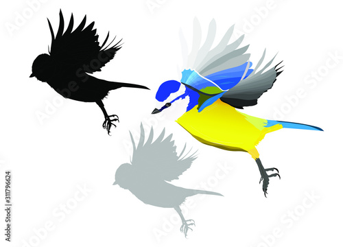 Cute bird is flying. Vector image. Bird: Eurasian Blue Tit. White background.