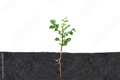 A complete view of a small green tree with its roots sprouting and growing