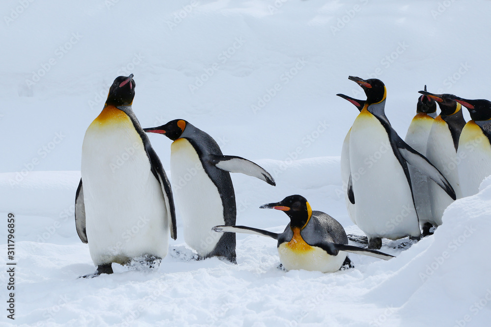 Fototapeta premium キングペンギン