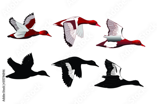 Flying duck. Realistic Vector image. White background. Common Duck: Red crested Pochard. Netta rufina.