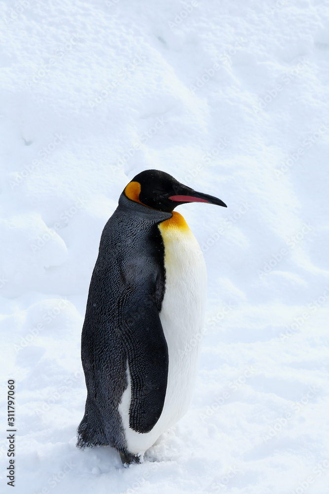 Obraz premium キングペンギン