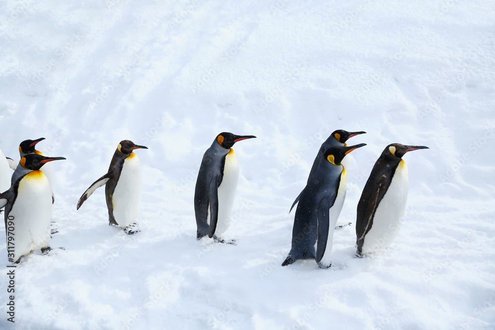 Obraz premium キングペンギン