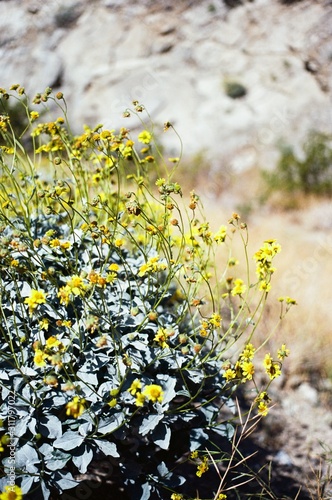 desert wildflowers on film