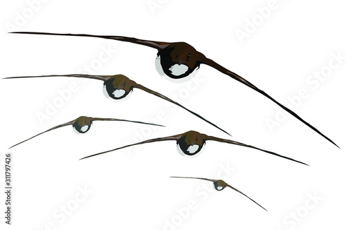 Flying bird. Common Swift. Vector image. Blue sky background.