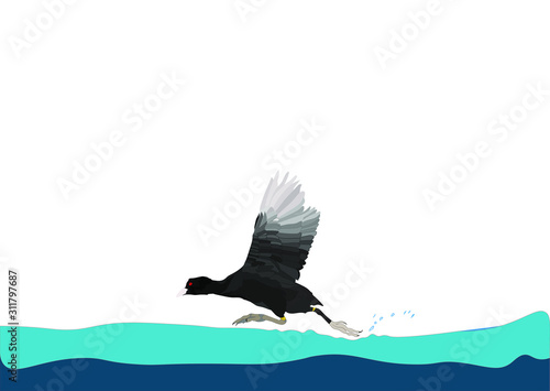 Running bird. Eurasian Coot. Fulica atra. Vector image. photo