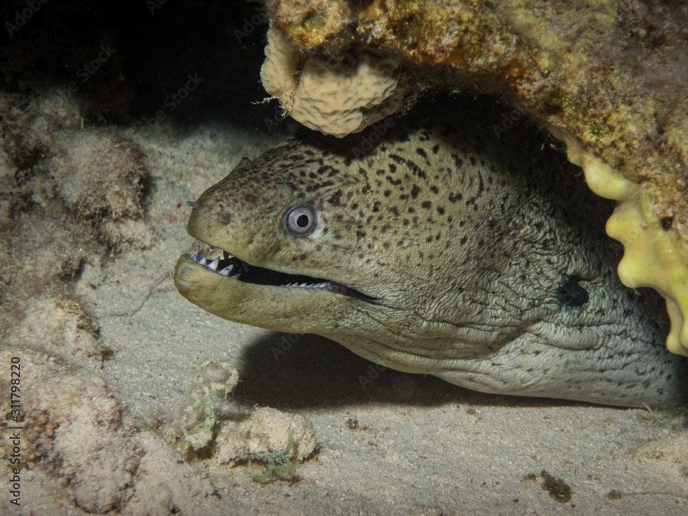 moray eels hiding in a coral reef