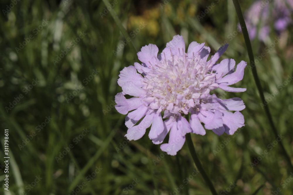 Obraz premium Lilac 