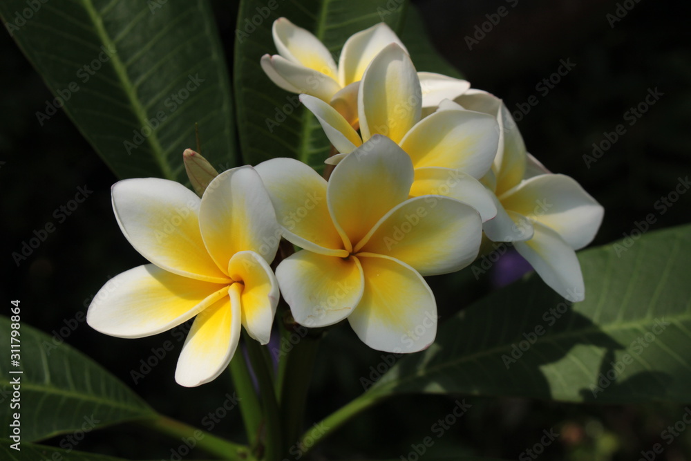 Fototapeta premium Yellow and white 