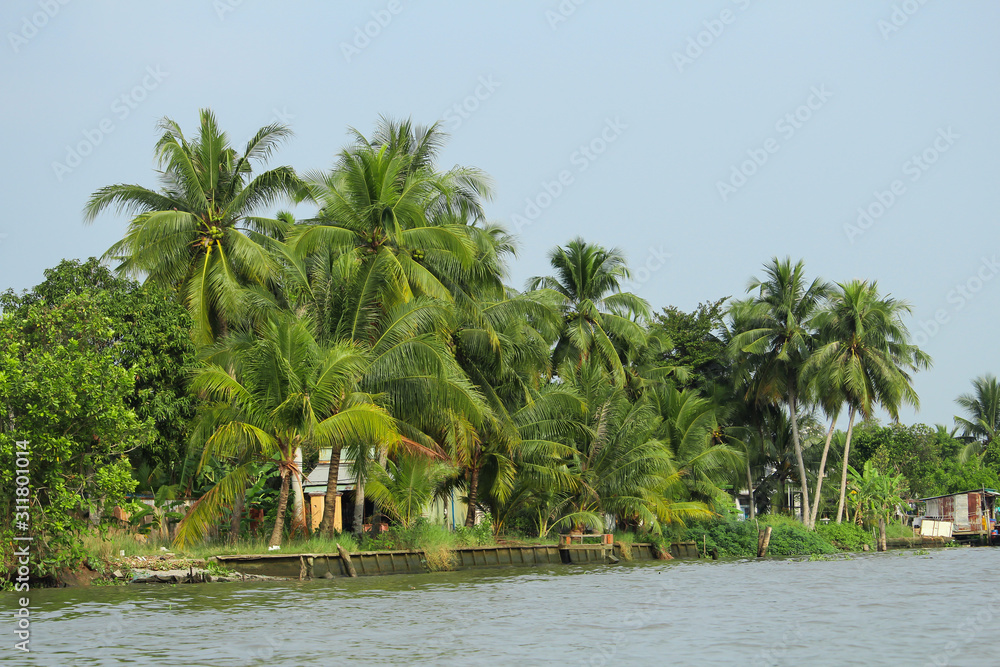 Palm trees next to river