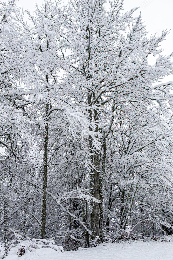 Fototapeta premium Snowy forest in winter, Spain.