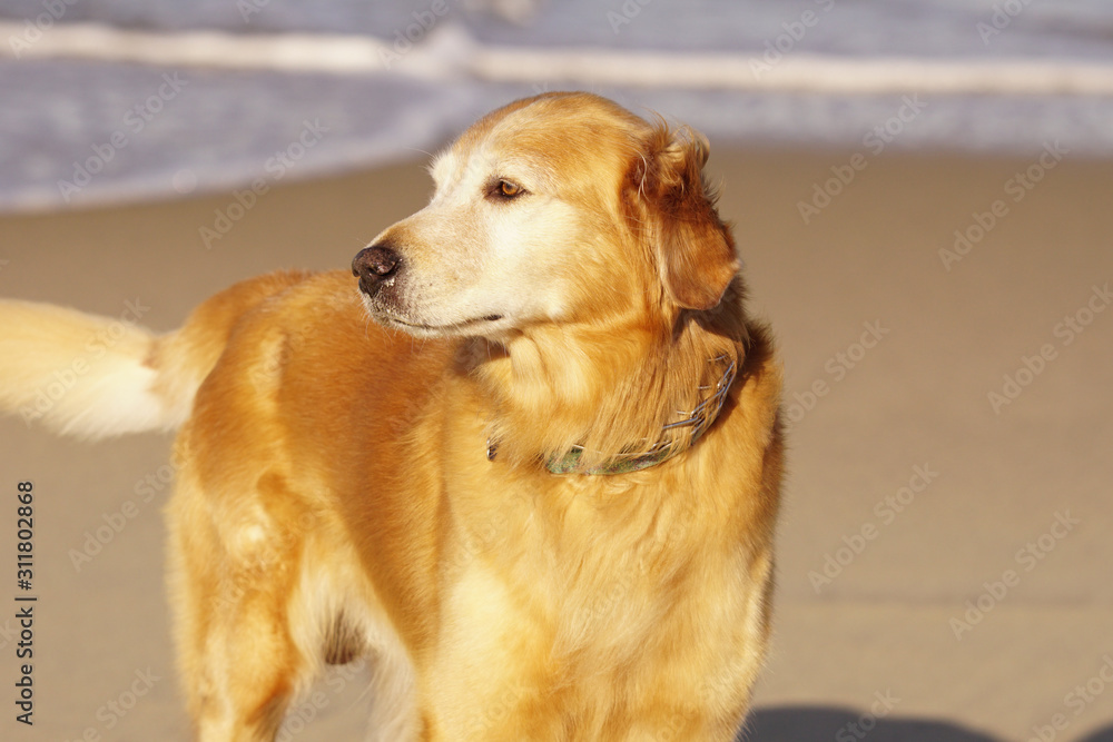 Golden Retriever Playing at the Beach at the Golden Hour. Golden Retriever Playing at the Beach at the Golden Hour.