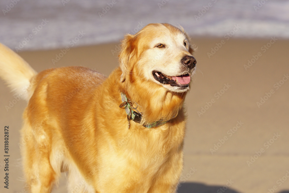 Golden Retriever Playing at the Beach at the Golden Hour. Golden Retriever Playing at the Beach at the Golden Hour.