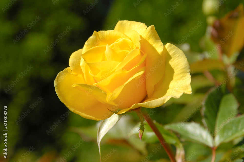 Close up of a yellow tea rose in the garden. Full bloom yellow rose Close up of a yellow tea rose in the garden. Full bloom yellow rose
