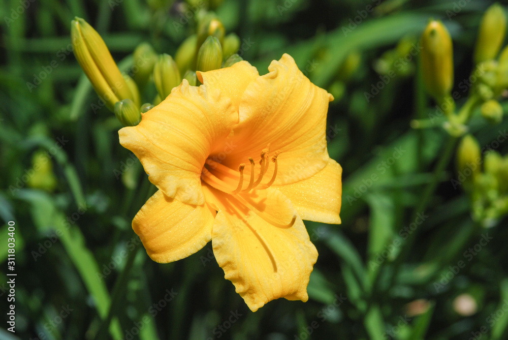 Fototapeta premium Close up of a yellow day lily flower