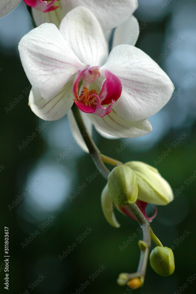 Fototapeta premium Close up of a white orchid flower with pink center