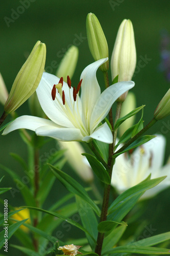 Close up of a white Easter lily flower. Vertical orientation