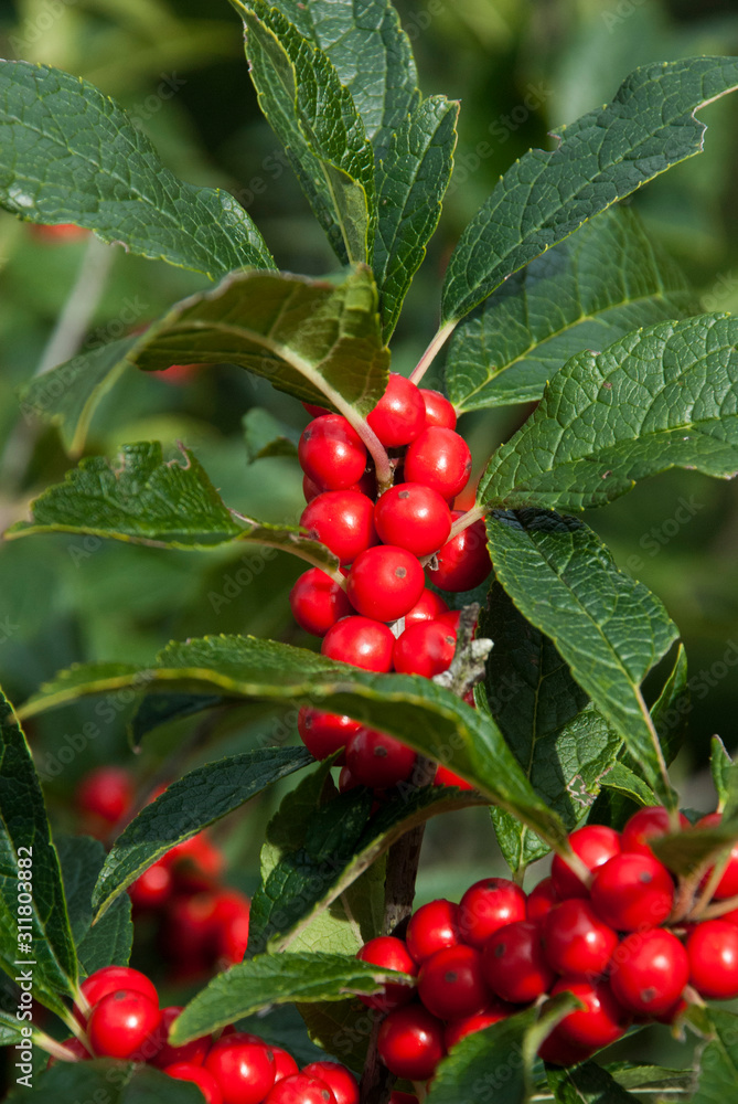 Obraz premium close up of red berries on branch. Viburnum bush
