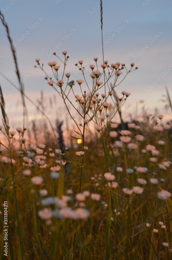 Obraz premium field of flowers