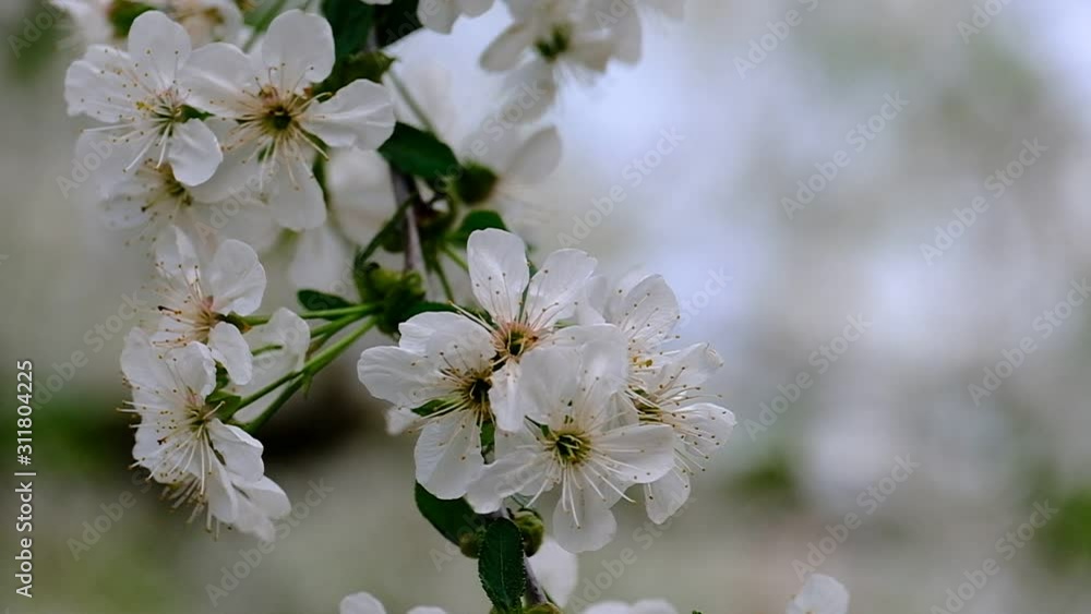 Spring cherry blossoms Spring cherry blossoms