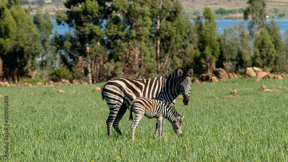 Obraz premium mother and baby Zebra in a field