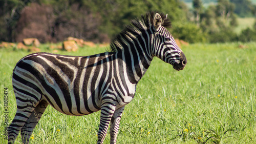 zebra in the wild