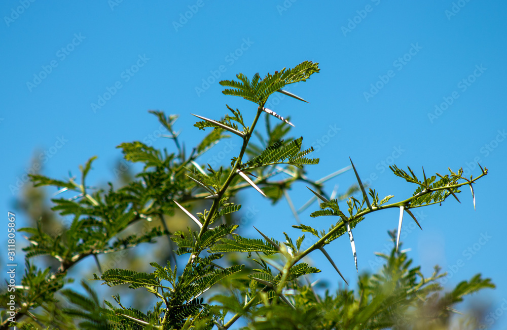 thorns on tree with blue sky thorns on tree with blue sky